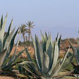 AGAVE (Agavaceae)